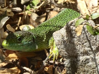 Biodiversité Reconnectland