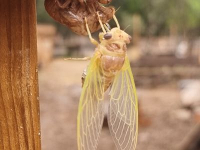 Biodiversité Reconnectland
