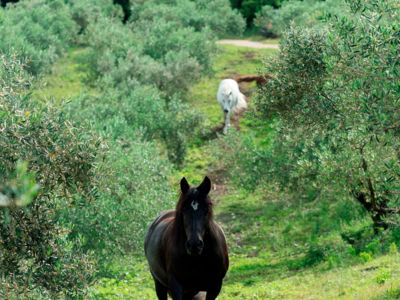 Les chevaux pâturent dans l'oliveraie