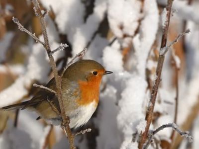 ATELIER DÉCOUVERTE OISEAUX Le 26 janv 2025