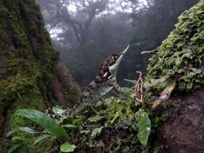 EXPOSITION : DES JUNGLES, DES ÎLES ET DES HOMMES Du 28/9/2024 au 31/1/2025