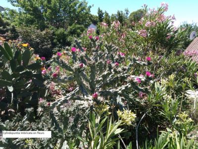 Cylindopuntia imbricata en fleurs