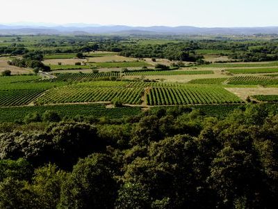 Domaine Montrose - Vignes