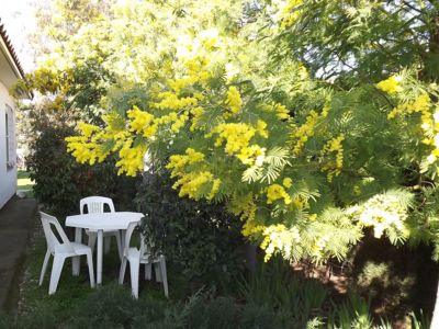 Le jardinet à l'ombre des mimosas