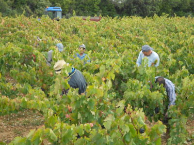 Domaine Cavailles - Minerve - vigneron Minervois