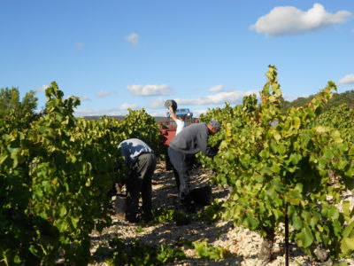 Domaine Cavailles - Minerve - vigneron Minervois