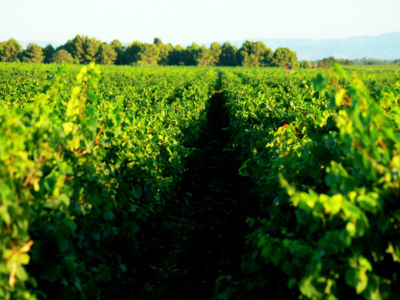 Domaine Preignes Le Vieux à Vias - 200 ha de vignes