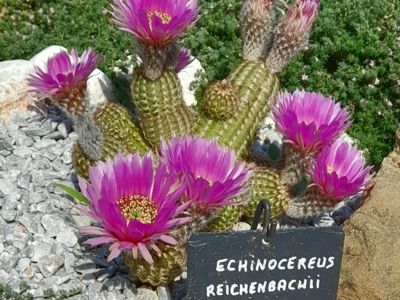 Echinocereus Reichenbachii (Sud USA/Mexique)