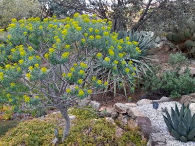Euphorbia Dendroîdes