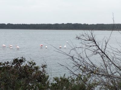 Visites commentées de Frontignan avec Divers Uni Vers