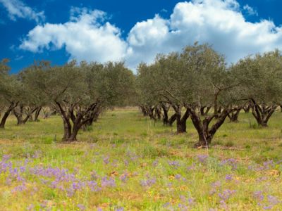 Fleur d'olive Galinette-printemps-2021@KarineGregoire (10)