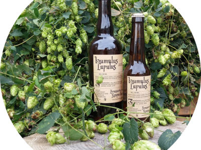 L-humulus-lupulus- braspailhac