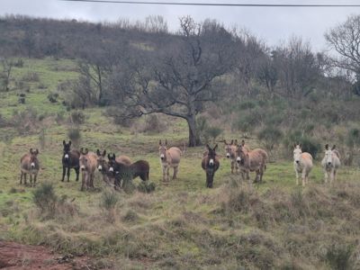 LA VALLEE DES Z'ANES