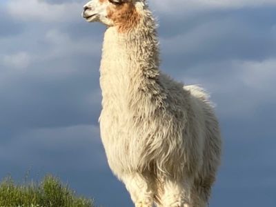 Lamadoue