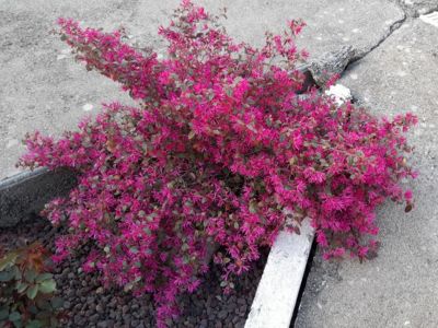 Loropetalum Fire dance