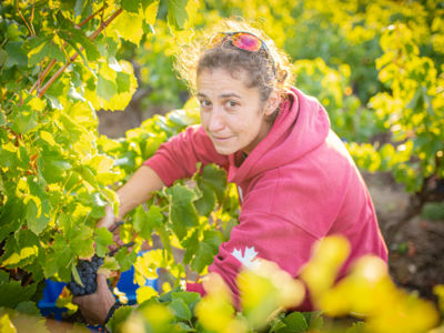 COMMENT FAIT-ON LE VIN / IMMERSION DANS UN DOMAINE VITICOLE Le 30 nov 2024