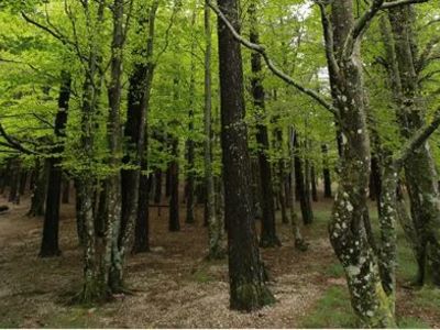 Murures de la foret-cebenna-FMA-241026