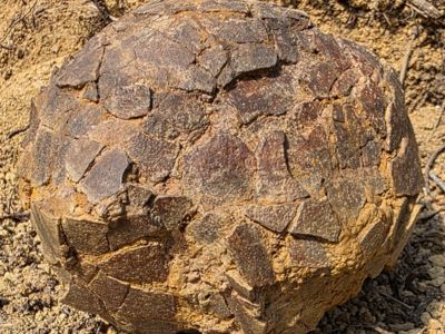 Oeuf de dinosaure Mèze