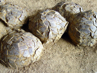 Oeuf de dinosaure herbivore de Mèze