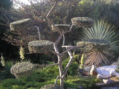 Olea Europea taille en niwaki (nuage ou plateau)