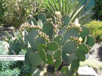 Opuntia Engelmannii (boutons de fleurs)