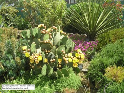 Opuntia Engelmannii f Radtrera en fleurs et Opuntia Faxionianba (second plan)