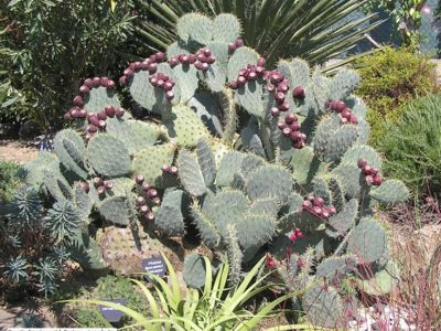 Opuntia Engelmannii f. Rastrera et ses fruits