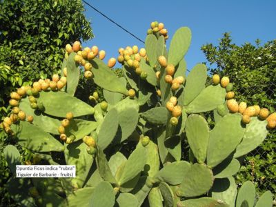 Opuntian Ficus Indica Rubra