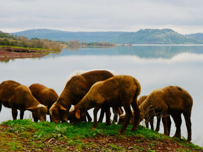 Troupeau de moutons au lac du Salagou