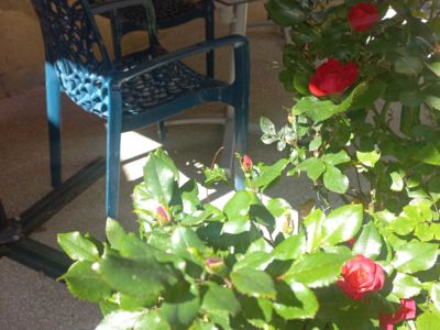 Terrasse ombragée