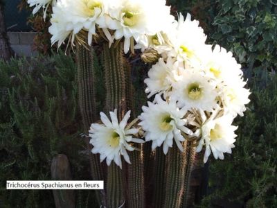 Trichocérus spachianus en fleurs