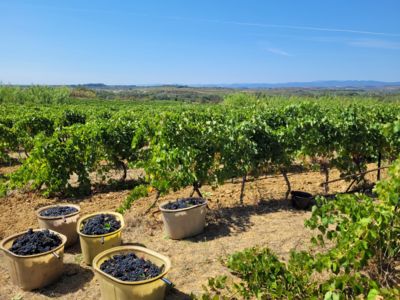 Vendanges