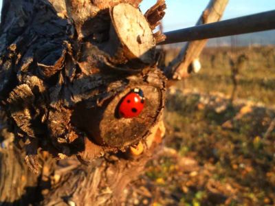 Vigne-Bio-coccinelle-domaine-nova-solis