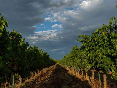 Vignes