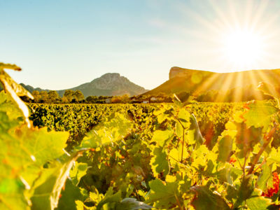 Vignobles Château Boisset