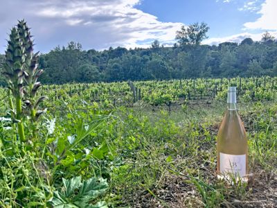 Vin au Château du Prieure des Mourgues