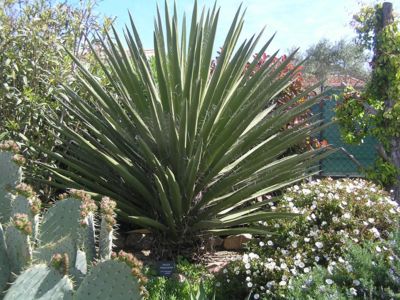 Yucca Faxoniana