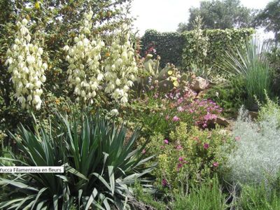 Yucca Filamentosa en fleurs