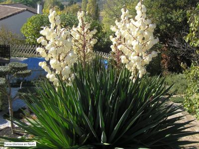 Yucca Gloriosa en fleurs