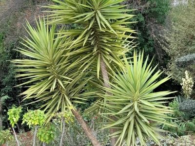 Yucca Jewel en fleurs