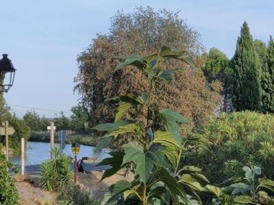 Gite pour 4 personnes à poilhes_16