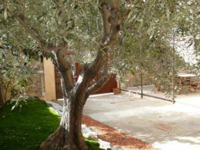 L'olivier dans la cour