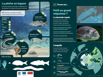 Sentier sous-marin de l'étang de Thau - Bouée n°4