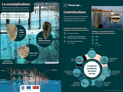 Sentier sous-marin de l'étang de Thau - Bouée n°5