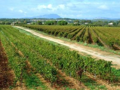Gite les vignes_14