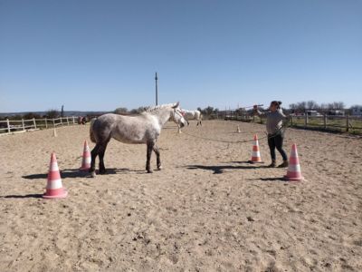 cours équitation éthologique à pied