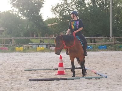 cours équitation éthologique