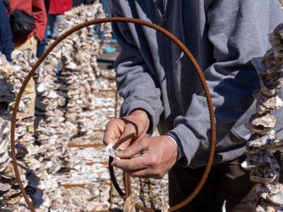ESCALE À SÈTE 2026 : FÊTE DES TRADITIONS MARITIMES