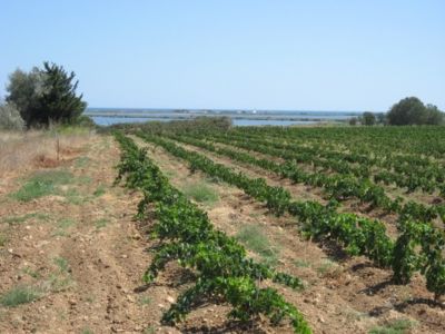 Location d'exception à villeneuve lès maguelone_14