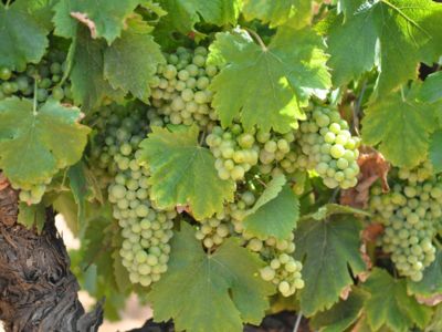 Cave de l'Ormarine à Pinet - Raisin AOP Picpoul de Pinet